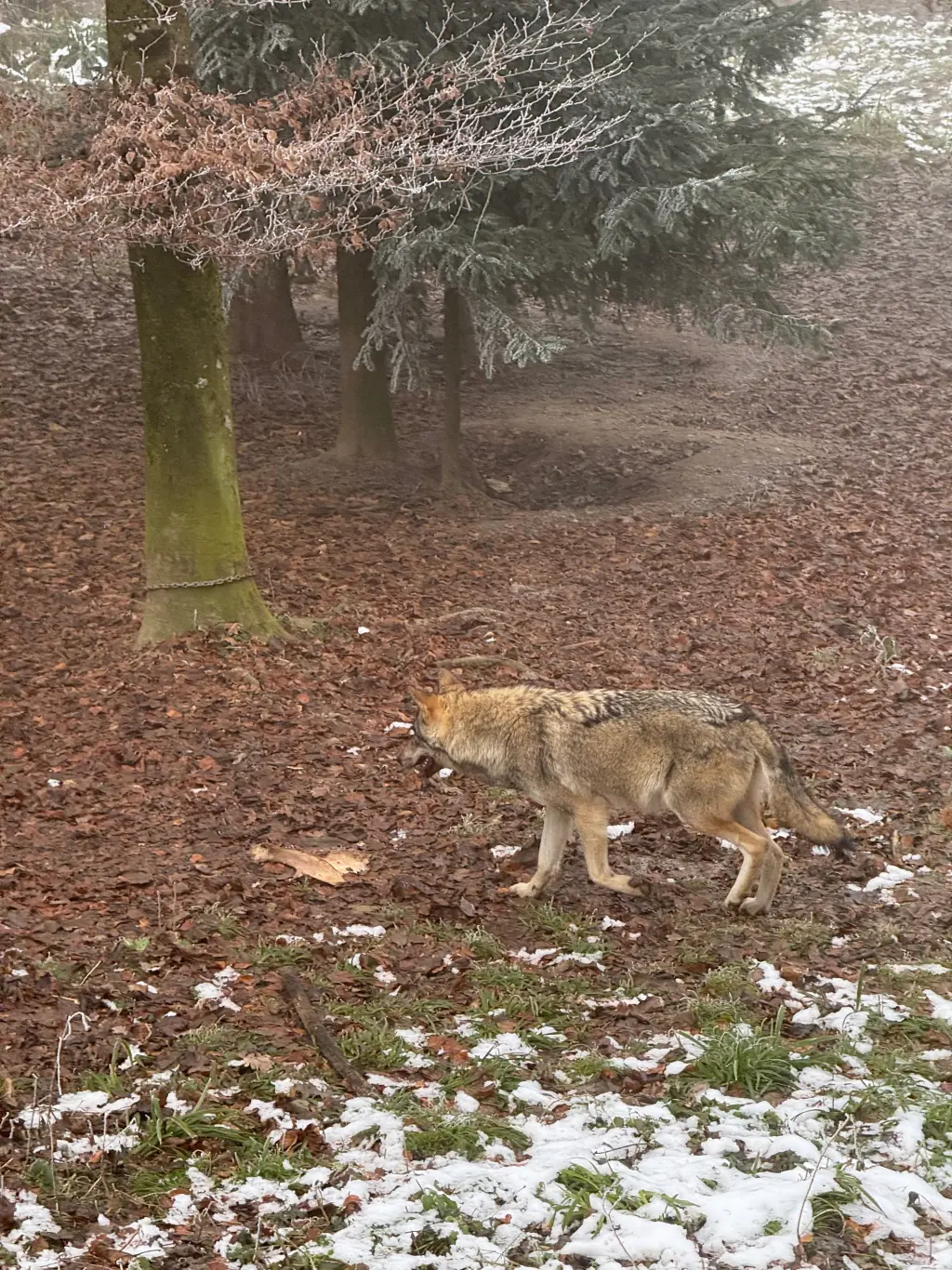 Lobo Wildnispark Langenberg